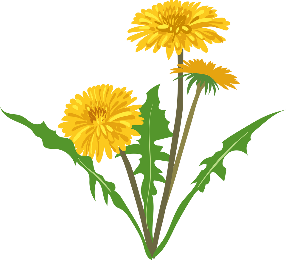 Field yellow dandelion flower vector illustration. Meadow flower, yellow dandelion isolated on white background